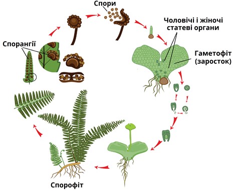 Как на самом деле &quot;цветет&quot; папоротник и зачем его искать в ночь на Ивана Купала