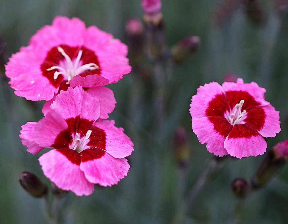 Какие цветы лучше посеять в начале зимы по снегу: "топ" растений