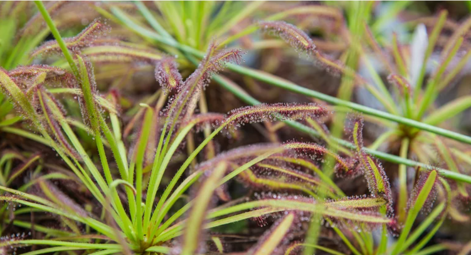 Эти растения по-настоящему едят насекомых. Вот как выглядят зеленые хищники (фото)