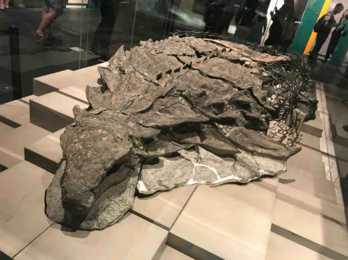 Рейтинг самых удивительных доисторических животных, найденных за последние десятилетия (фото)