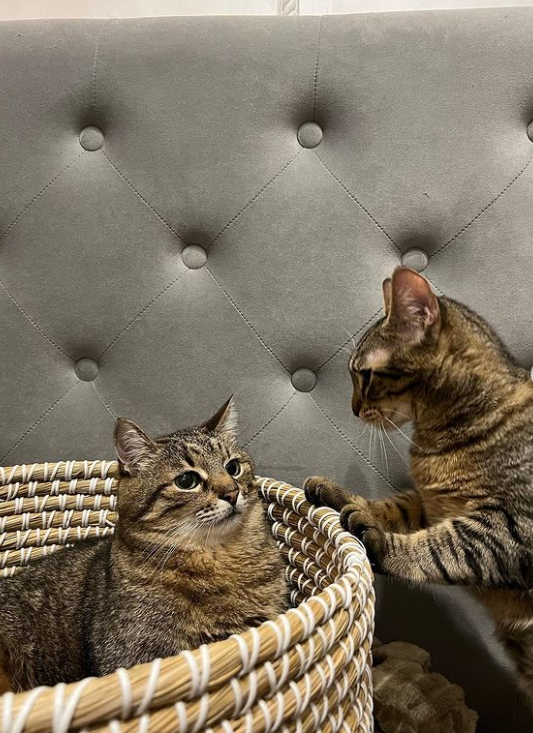 Кот Степан стал лицом обложки журнала Times Monaco: милые фото