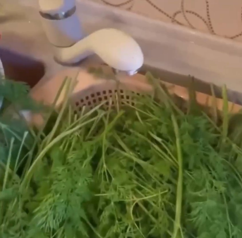 Как заморозить укроп, чтобы он не превратился в кашу: простой лайфхак