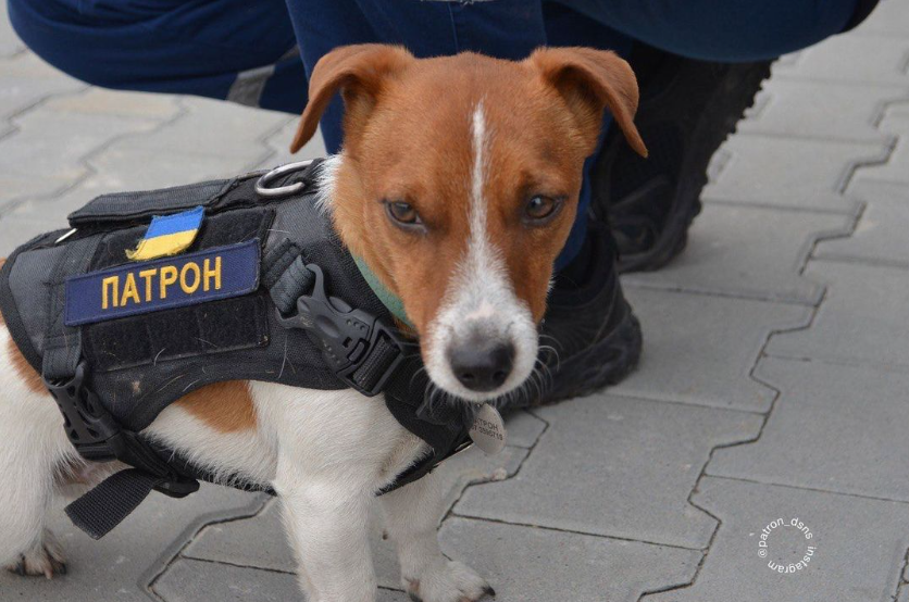 Пес Патрон угодил в клинику: что случилось