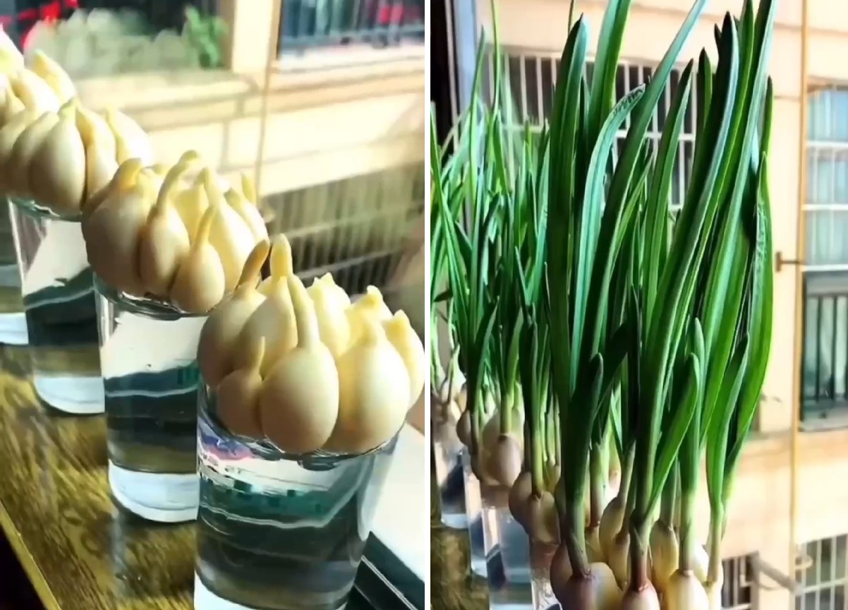 Выращиваем чеснок на подоконнике: инструкция для пышного огорода дома