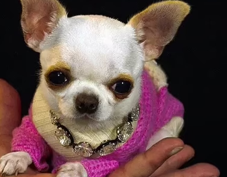 Ось для чого вивели породи мініатюрних собак. Мало хто знає правду