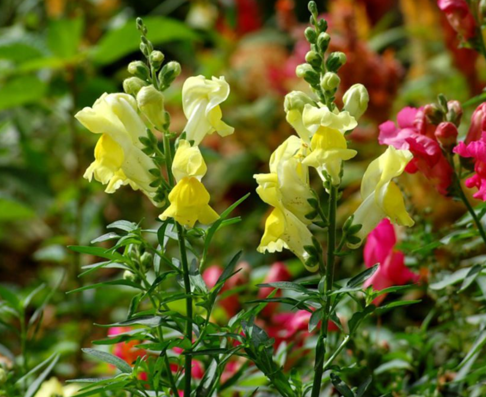 Які квіти краще посіяти на початку зими по снігу: &quot;топ&quot; рослин