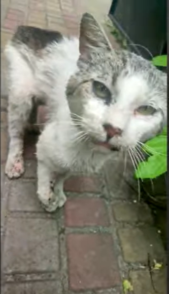 Под Киевом спасли раненого котика с 6 пулевыми: история пушистика не оставит вас равнодушными