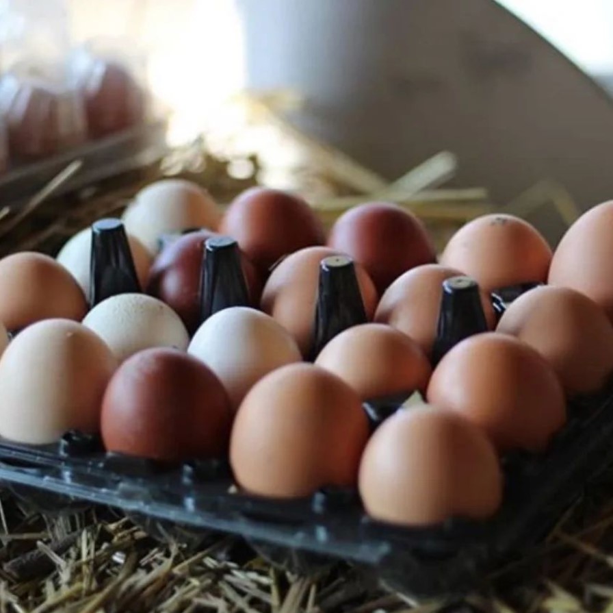 Дивіться, як виглядає чорна курка з чорним м'ясом. А якого кольору її яйця?