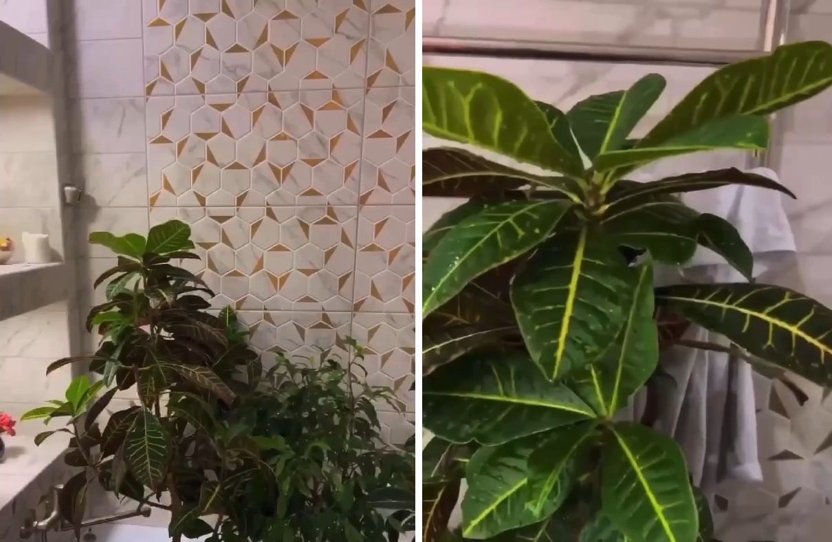 Маленький секрет для суперросту кімнатних рослин: робіть це двічі на місяць