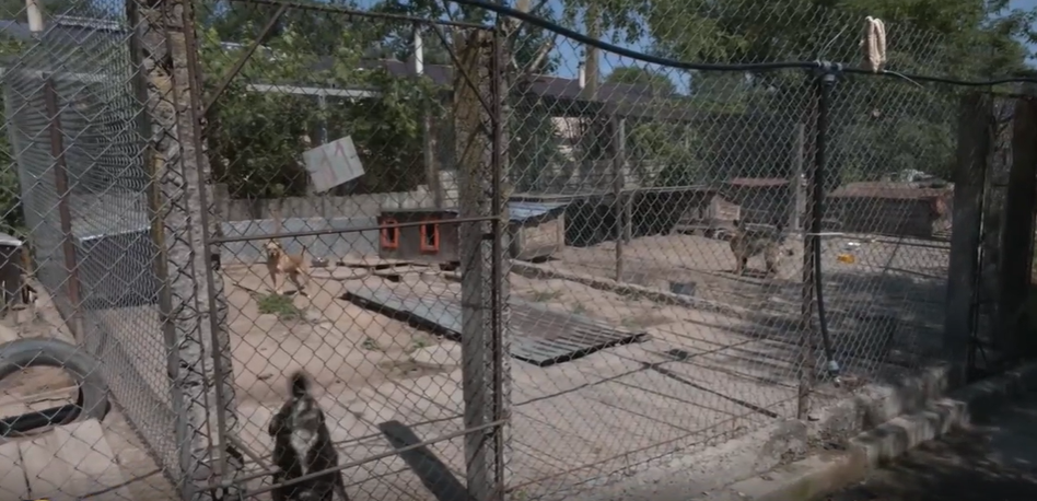 77-річна зоозахисниця врятувала майже тисячу тварин у Гостомелі під час окупації