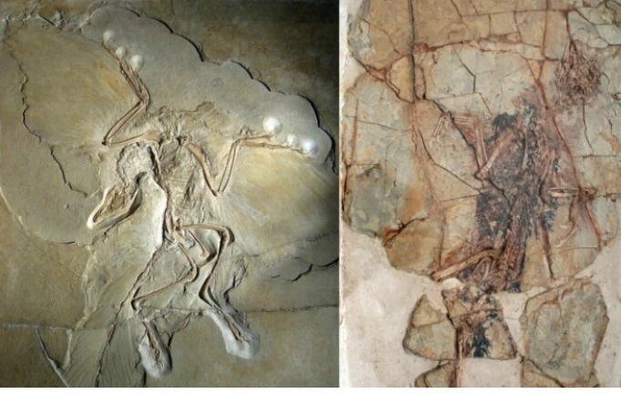 Рейтинг самых удивительных доисторических животных, найденных за последние десятилетия (фото)