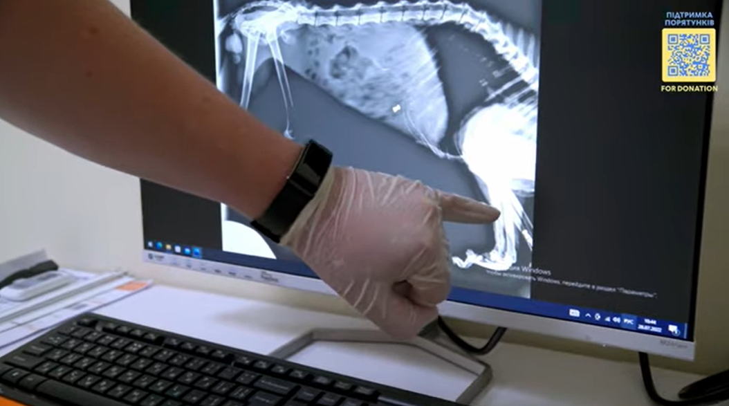 Под Киевом спасли раненого котика с 6 пулевыми: история пушистика не оставит вас равнодушными