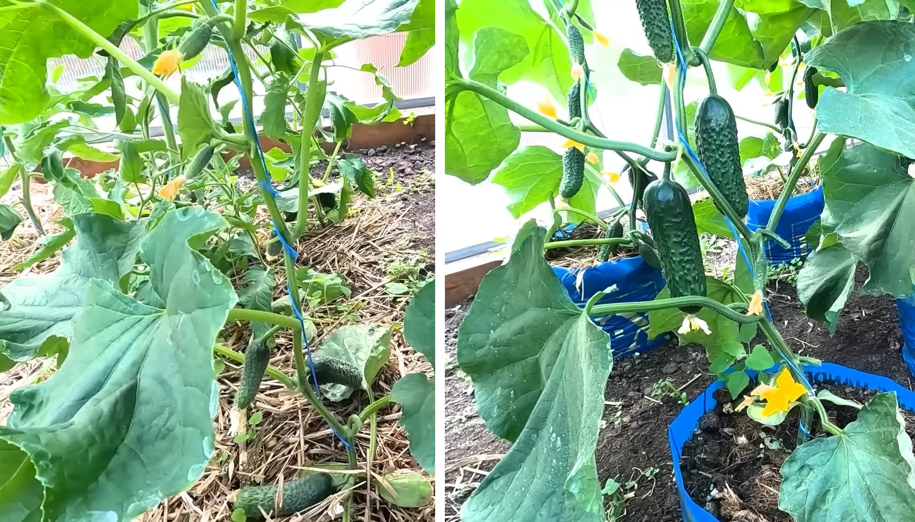 Огірки, вирощені в такий спосіб, гарантовано дадуть удвічі більший врожай