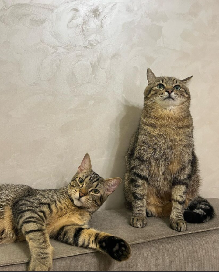 Кот Степан стал лицом обложки журнала Times Monaco: милые фото