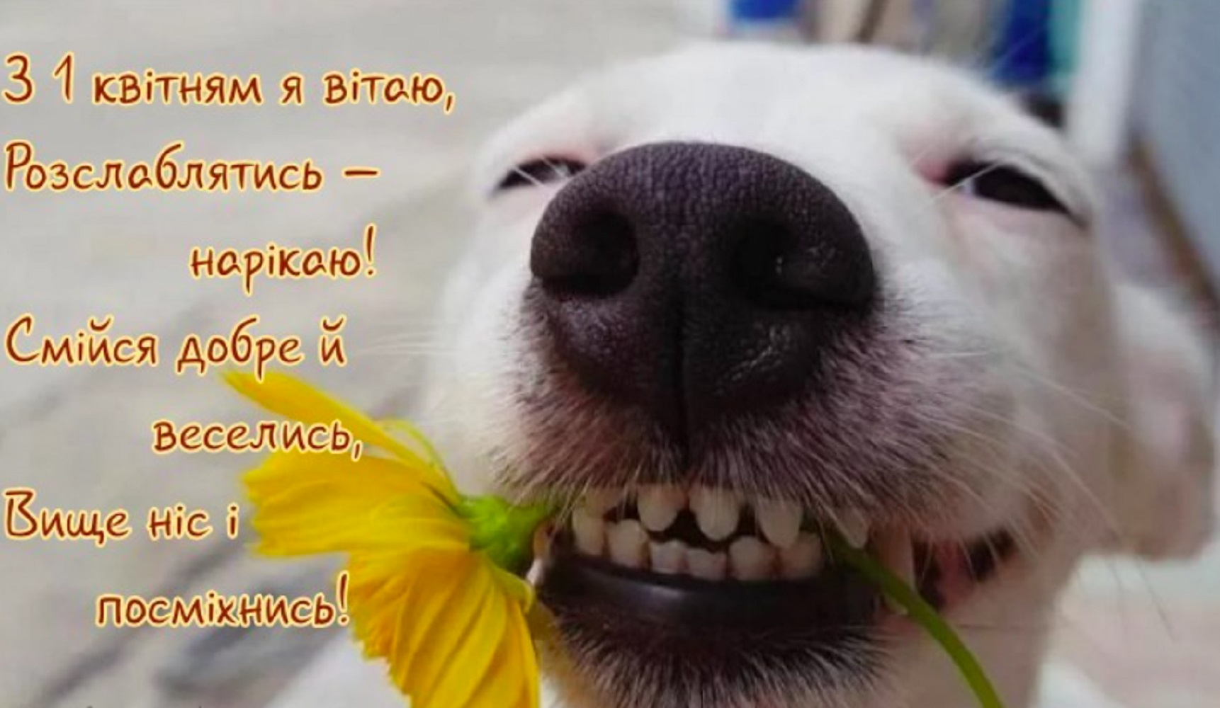 День сміху: веселі привітання у віршах та своїми словами, листівки