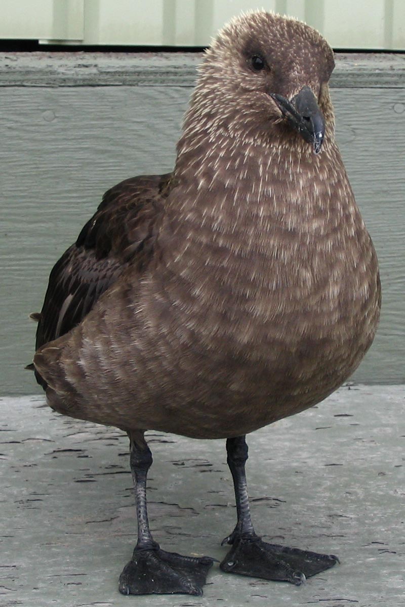 &quot;Могут бить крыльями по голове&quot;: украинские полярники показали птиц, которые никого не боятся