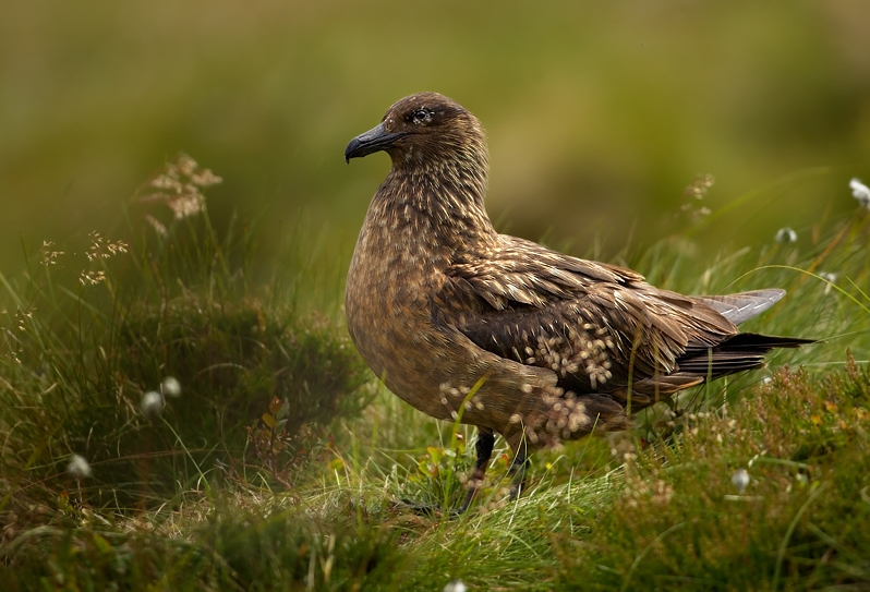 Туристам запретили посещать 23 популярных острова в Шотландии: в чем причина