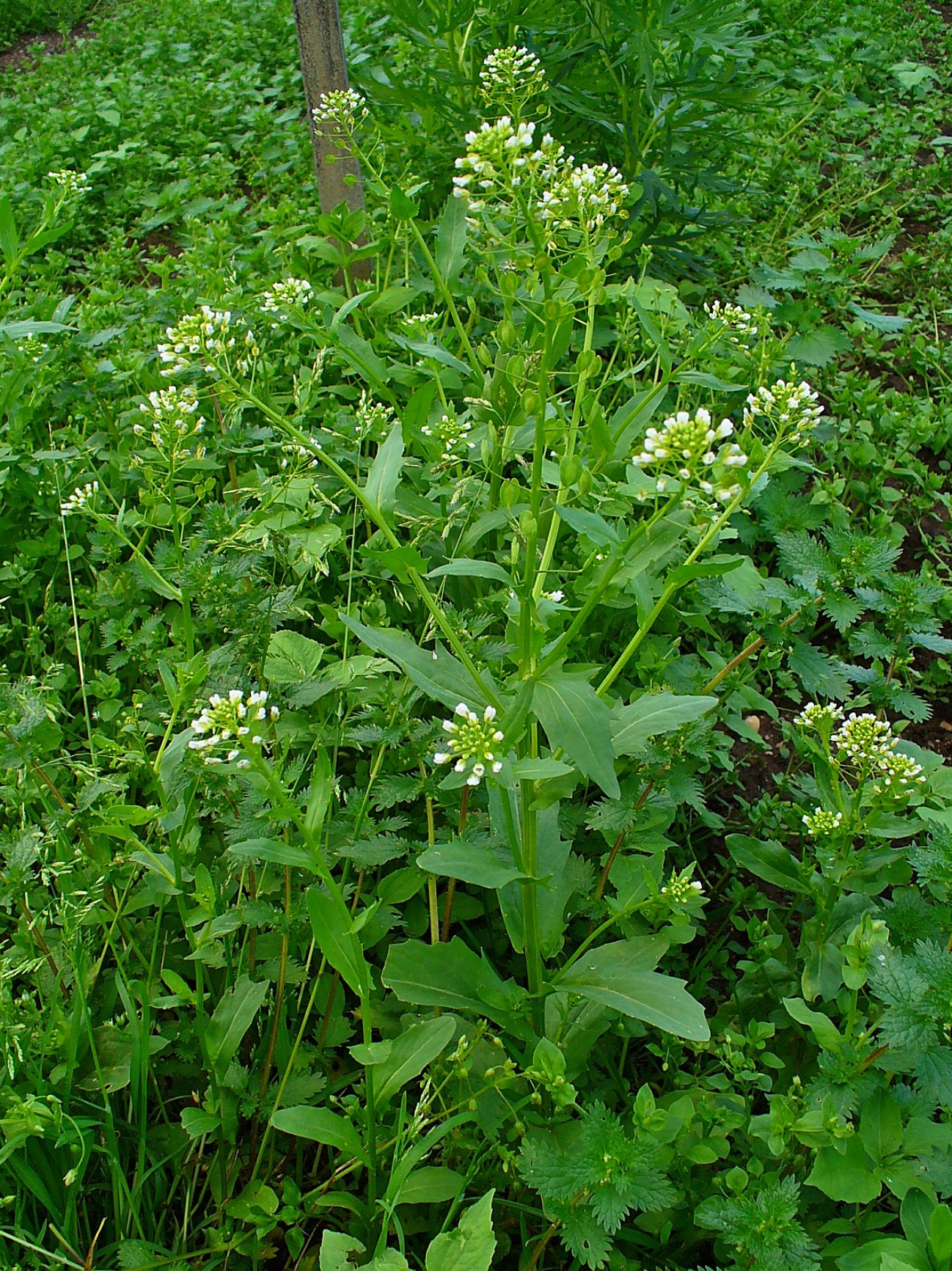 Не вырывайте их! Эти сорняки указывают на плодородие почвы