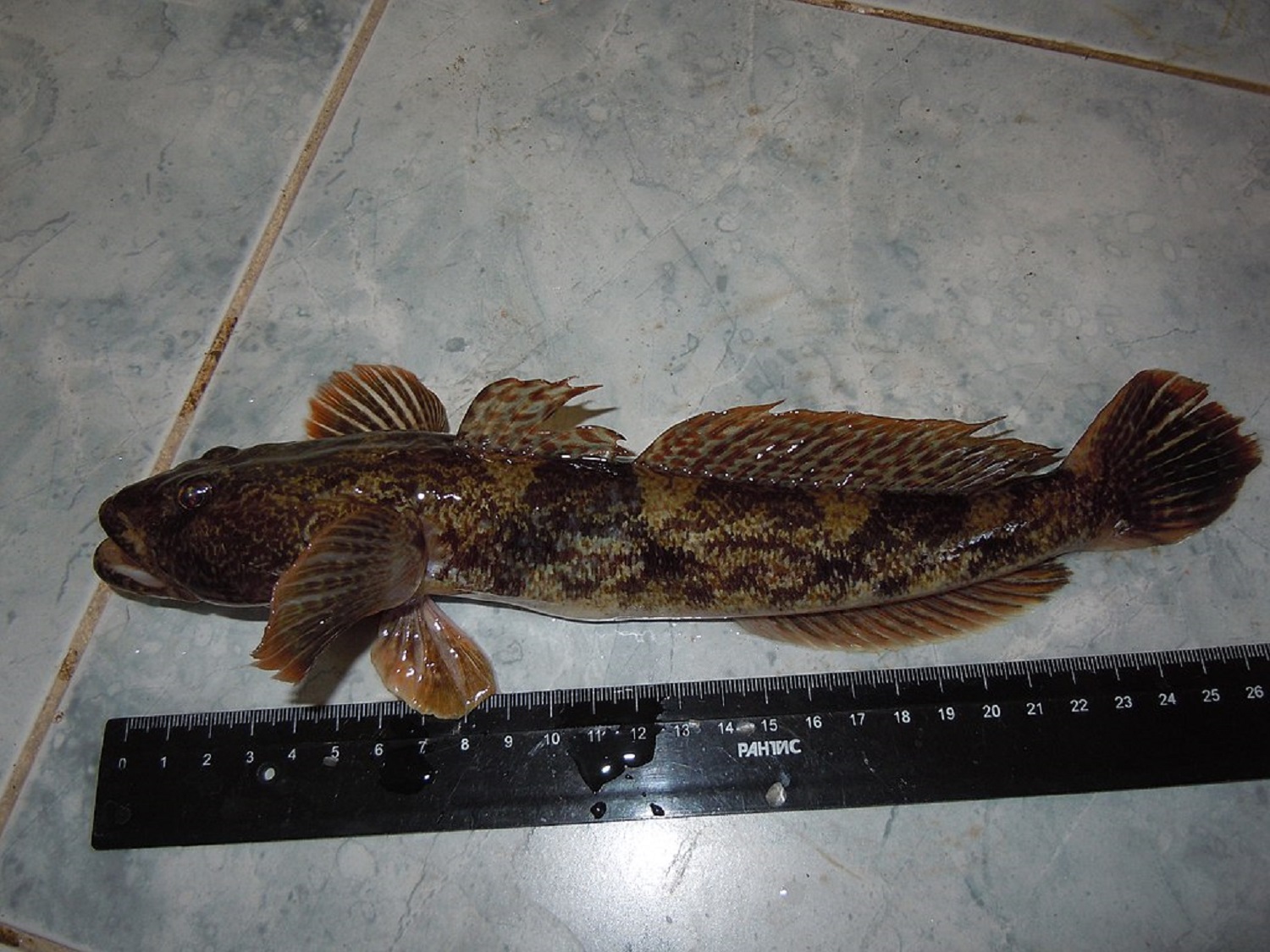 9 найсмачніших риб, яких можна зловити у Чорному морі