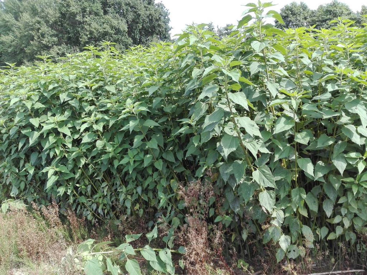 Не садіть їх: 6 &quot;корисних&quot; рослин, на які не варто витрачати сили