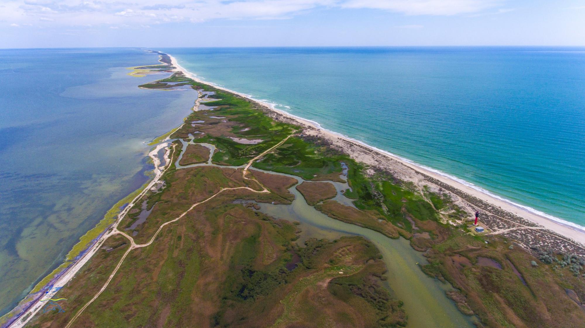 Загинули 50 тисяч дельфінів. Як окупанти знищують природу Чорного моря