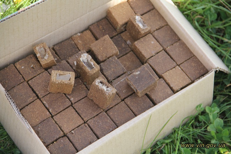 Может привести к смерти: как обнаружить бешенство у домашнего питомца