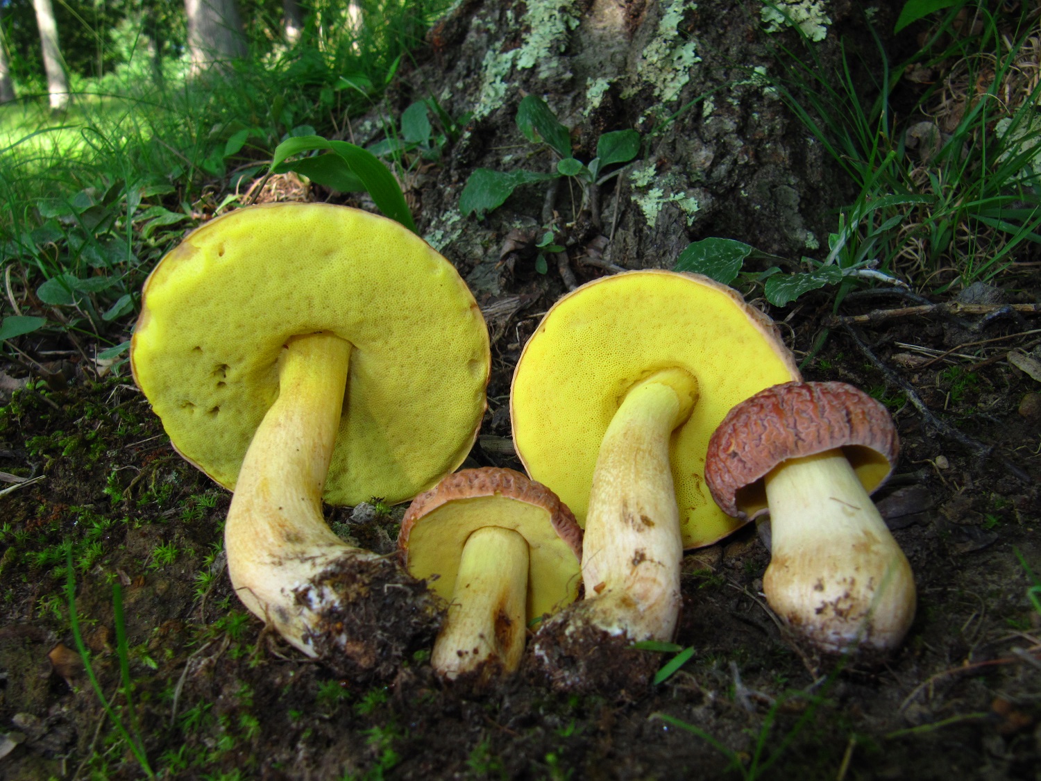 Де ростуть найсмачніші гриби у лісі: секрети грибників