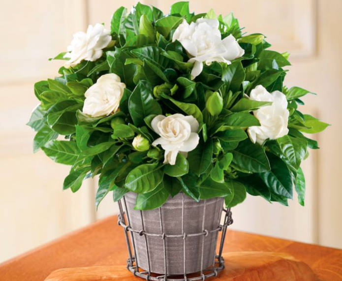 Ці кімнатні рослини сприяють здоровому та міцному сну: поставте їх в спальні