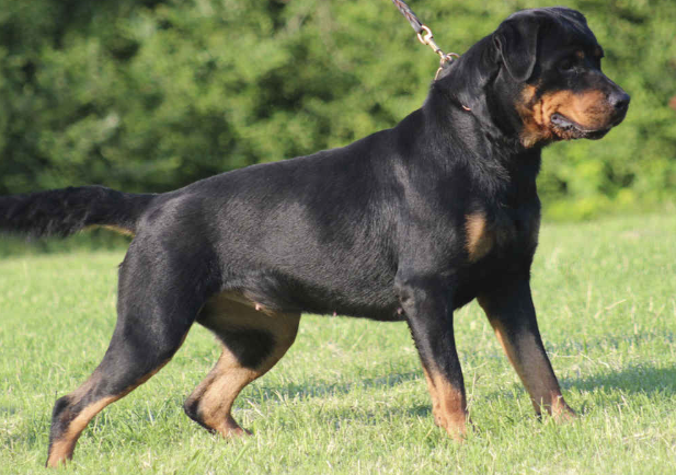 Ці породи собак вважаються найнебезпечнішими для людини: будьте насторожі