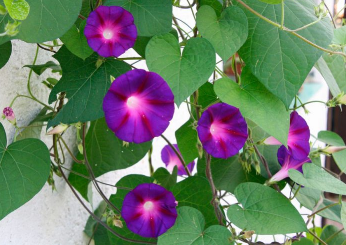 Эти 6 видов цветов можно посадить в августе и они будут радовать вас вплоть до заморозков