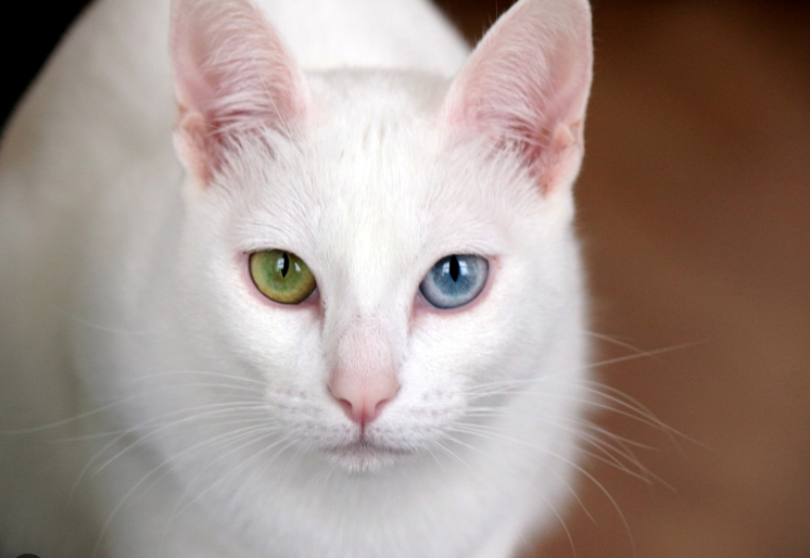 Названы породы кошек, которые притягивают счастье и удачу в дом