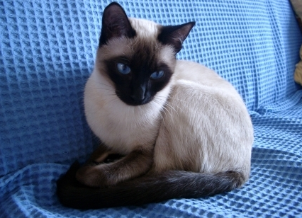 Названы породы кошек, которые притягивают счастье и удачу в дом