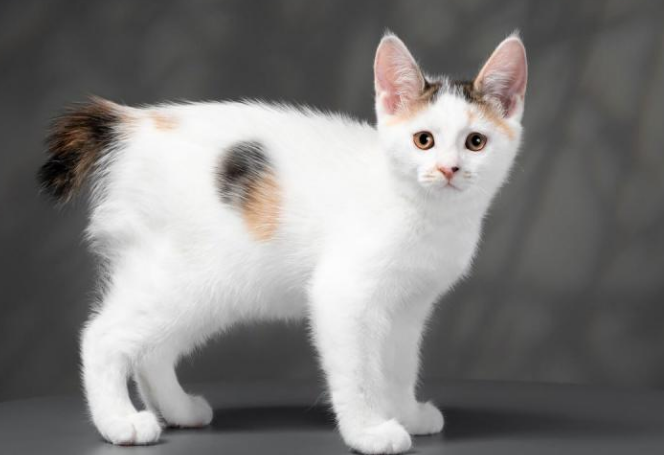 Названы породы кошек, которые притягивают счастье и удачу в дом