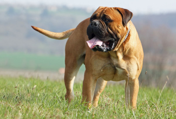 Соседям точно не будут мешать. Названы самые тихие и спокойные породы собак