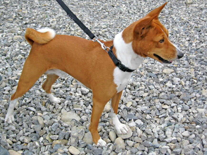 Соседям точно не будут мешать. Названы самые тихие и спокойные породы собак