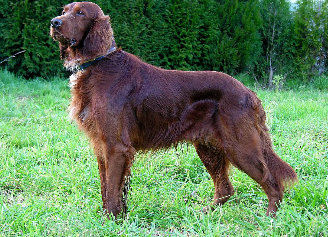 Соседям точно не будут мешать. Названы самые тихие и спокойные породы собак