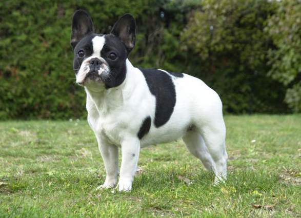 Соседям точно не будут мешать. Названы самые тихие и спокойные породы собак