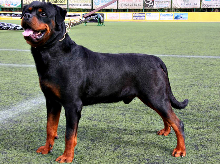 Эти шесть пород собак считаются самыми умными