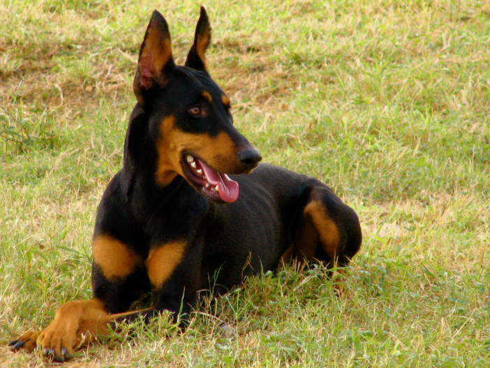 Эти шесть пород собак считаются самыми умными