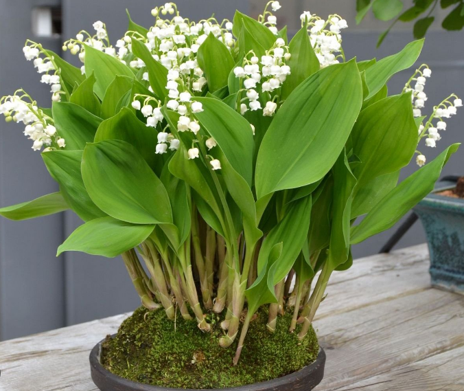 Небезпечно для здоров'я та життя. Ці 6 кімнатних рослин треба тримати подалі від малюків