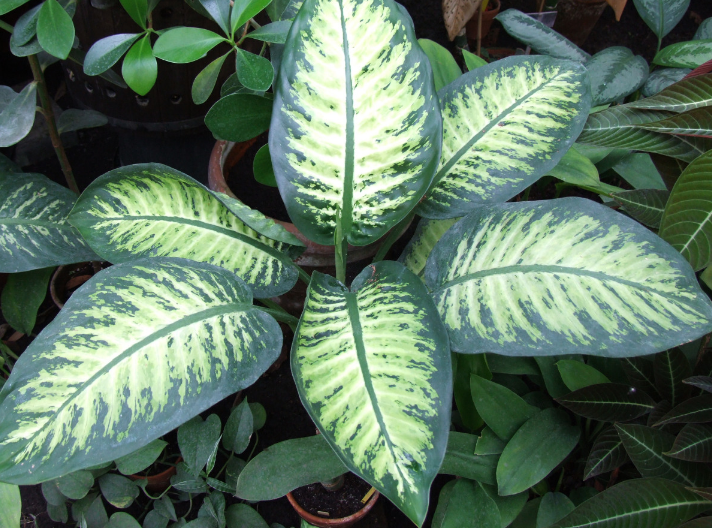 Небезпечно для здоров'я та життя. Ці 6 кімнатних рослин треба тримати подалі від малюків