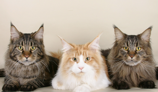 Ці п'ять порід кішок вважаються найрозумнішими: хто потрапив до списку