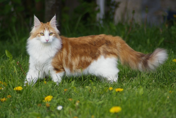 Ці п'ять порід кішок вважаються найрозумнішими: хто потрапив до списку