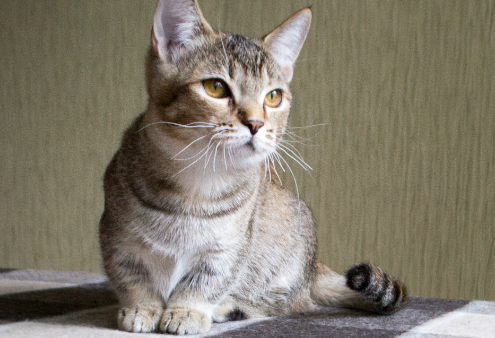 Ці п'ять порід кішок вважаються найрозумнішими: хто потрапив до списку