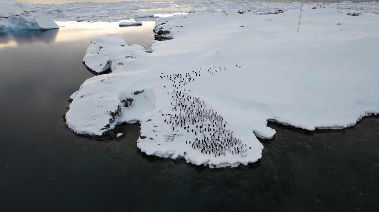 "Это только начало": украинские полярники показали грандиозное возвращение пингвинов