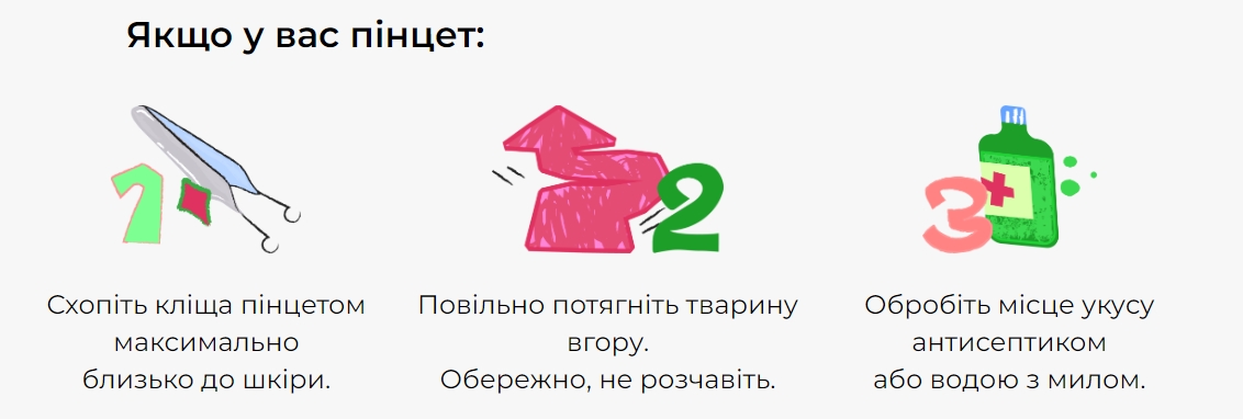 Осторожно, клещи! Что нужно знать об этих насекомых всем украинцам