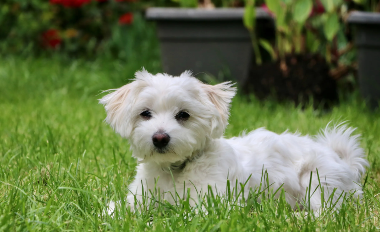 6 пород собак, которые до старости похожи на щенков