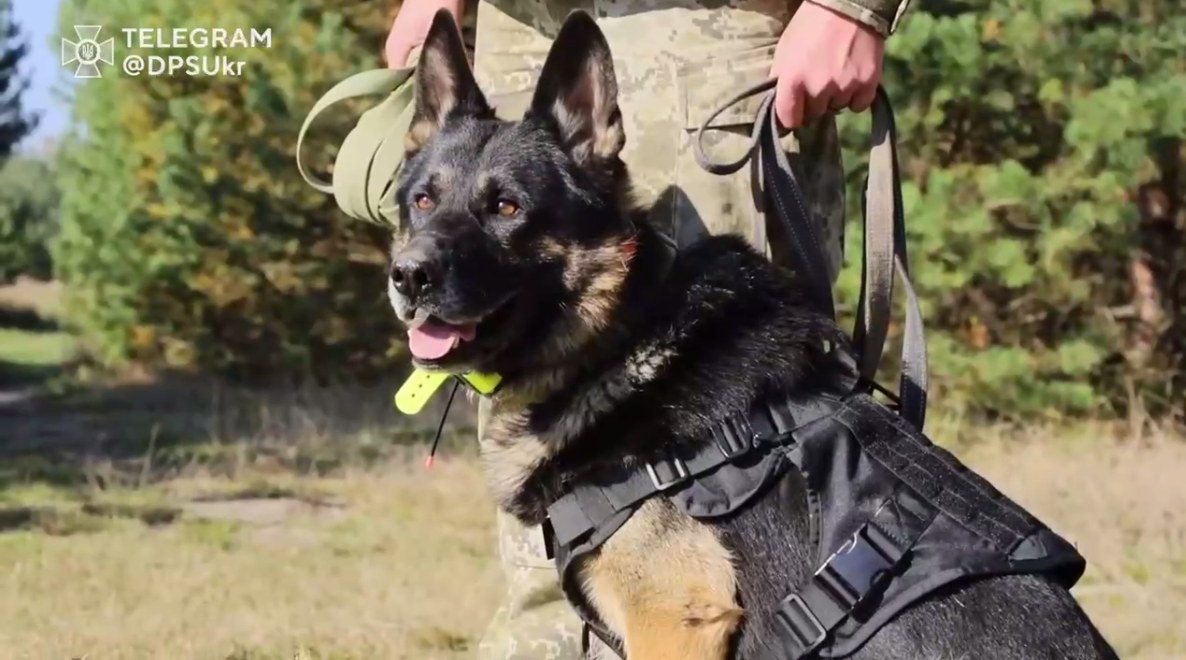 Пес с GPS: в Украине показали, как готовят четырехлапых пограничников (видео)