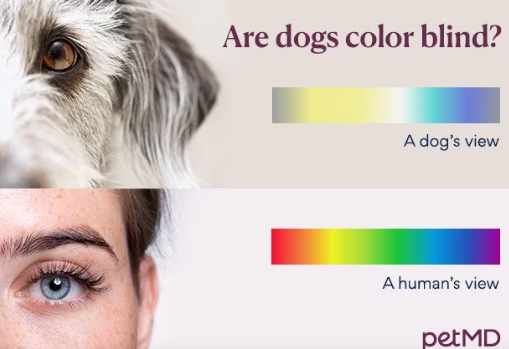 Сколько цветов различают собаки и могут ли смотреть телевизор