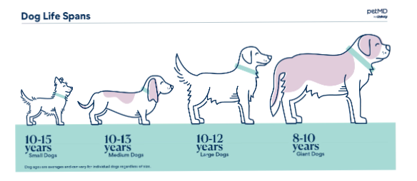 Ветеринар рассказала, сколько лет живут собаки